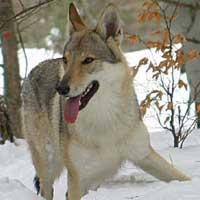 чехословацкая волчья собака характеристика