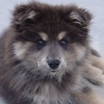 Лапхунд