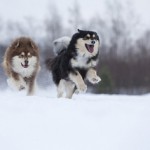 Лапхунд